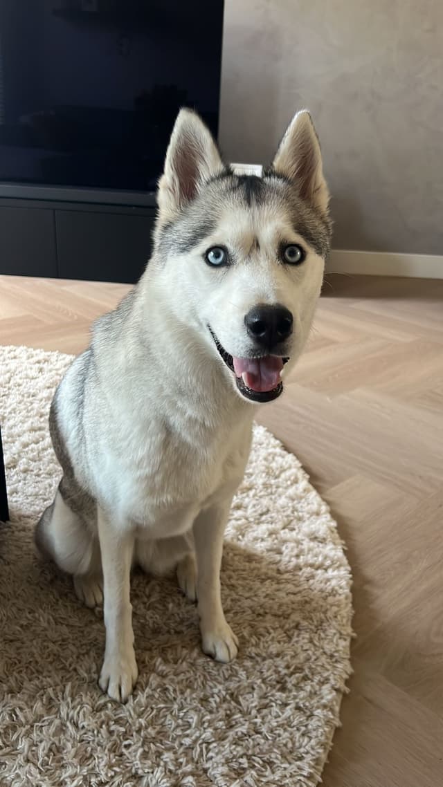 Winter, Siberische Husky